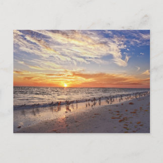 Carte Postale Willets sur une plage de Floride au coucher du sol
