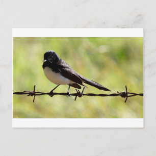 CARTE POSTALE WILLIE WAGTAIL RURAL QUÉENSLAND AUSTRALIE