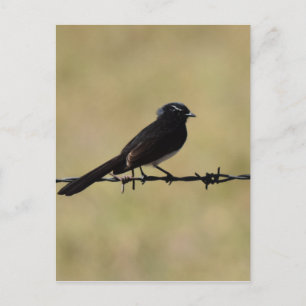 CARTE POSTALE WILLIE WAGTAIL SUR FENCE QUEENSLAND AUSTRALIE