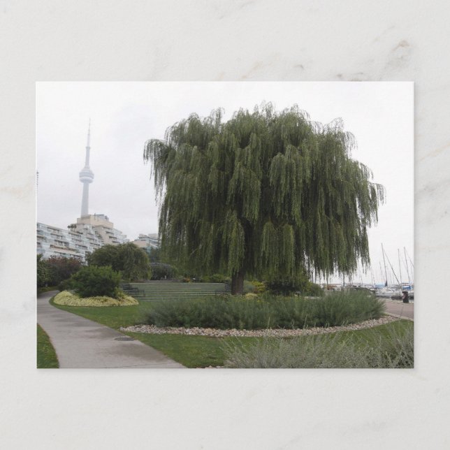 Carte Postale Willow de Weeping Toronto (Devant)