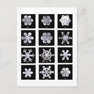 Carte Postale Wilson Bentley Snowflakes