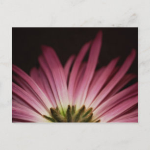 Carte Postale Wilted Purple Daisy