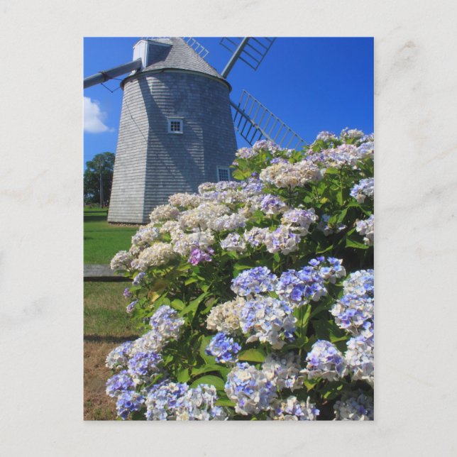 Carte Postale Windmill et Hydrangeas Cape Cod (Devant)