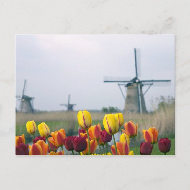 Carte Postale Windmills et tulipes le long du canal à (Devant)