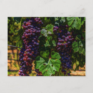 Carte Postale Winery Grapevine sunny tuscany vineyard