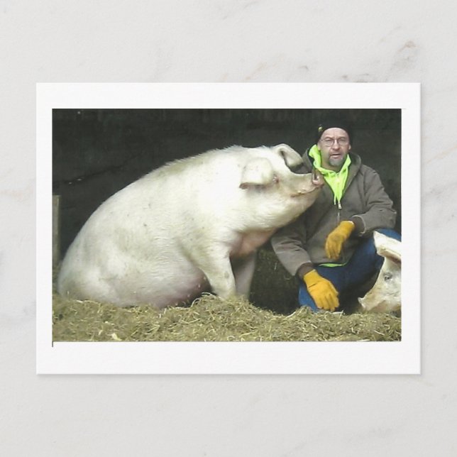 Carte Postale Winston le cochon (Devant)
