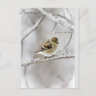 Carte Postale Winter Goldfinch