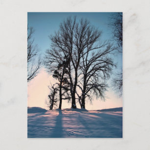 Carte Postale Winter trees on blue sky background