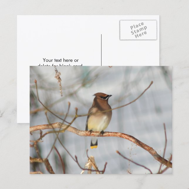 Carte Postale Winter Waxwing Wildlife Nature Photo Personalized (Devant / Derrière)