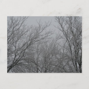 Carte postale Winter Wonderland