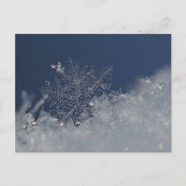 Carte postale Winter Wonderland (Devant)