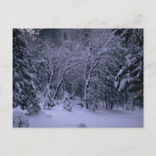 Carte postale Winter Wonderland
