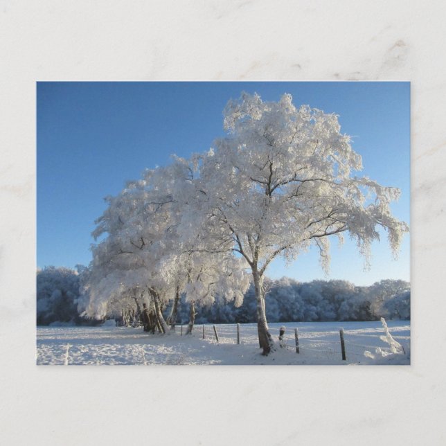 Carte Postale Winter Wonderland: Cheshire (Devant)