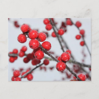 Carte postale Winterberry