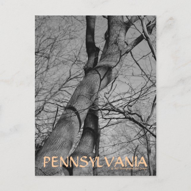 Carte postale Winters Bite on Trees Bark Pennsylva (Devant)