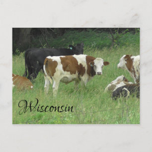 Carte postale Wisconsin avec photo de Vache dans l