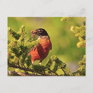 Carte Postale Wisconsin Robin
