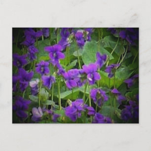 Carte Postale Wisconsin State Flower : Wood Violet Postcard