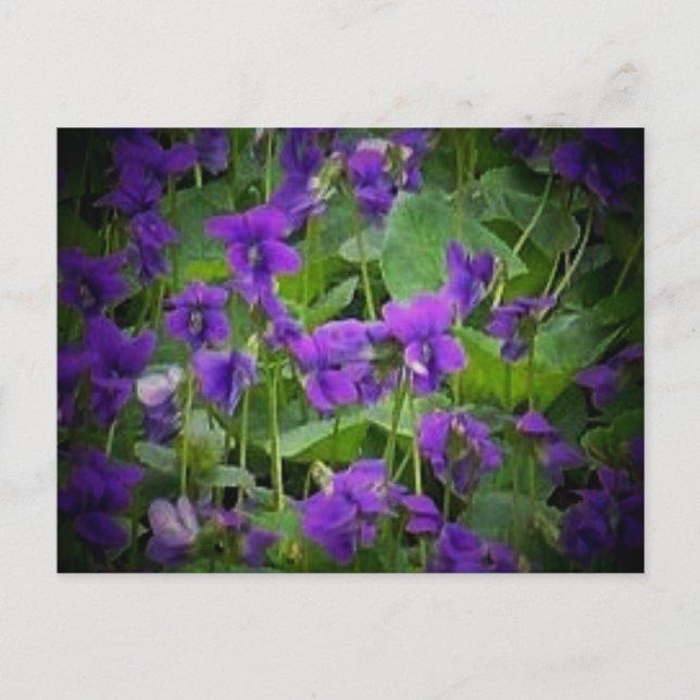 Carte Postale Wisconsin State Flower : Wood Violet Postcard (Devant)