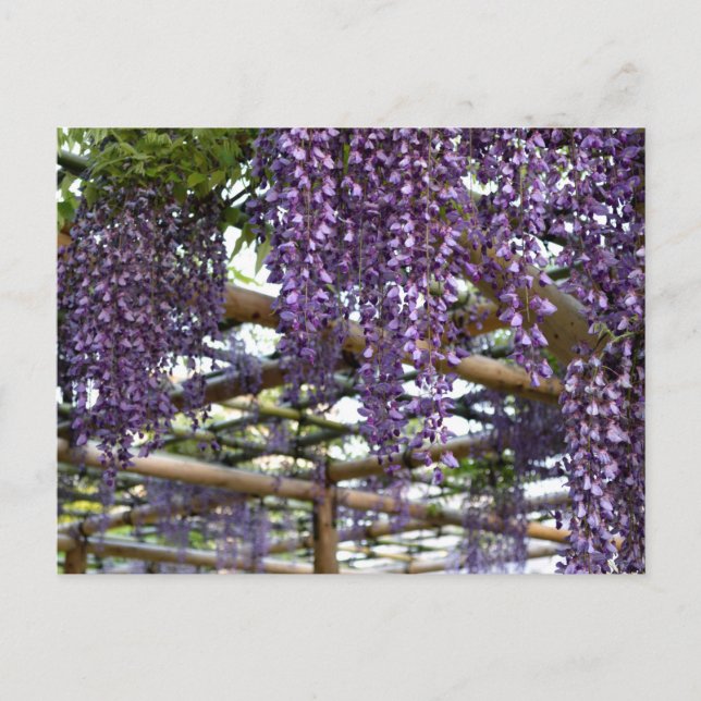 Carte Postale Wisteria Trellis : Kameido Tenjin, Tokyo (Devant)