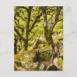 Carte Postale Wistman's Wood Dartmoor Devon Angleterre Royaume-U