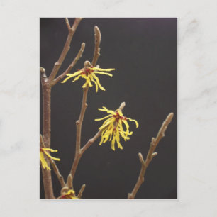 Carte Postale Witel Blossom