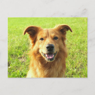 Carte Postale WJ chien conception