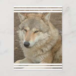 Carte postale Wolf