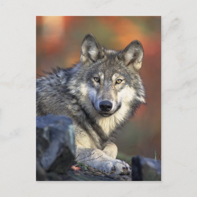 Carte postale Wolf (Devant)