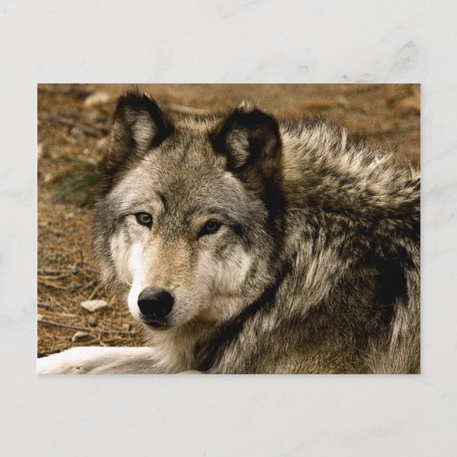 Carte postale Wolf 1630 (Devant)