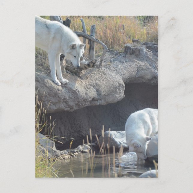 Carte Postale Wolf Animaux Paix Amour Nature Park Wolves Destiny (Devant)