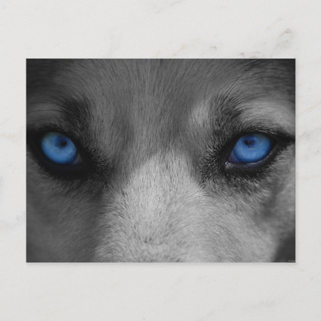 Carte Postale Wolf Blue Eyes Imaginaire gothique (Devant)