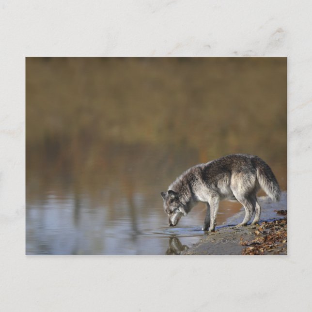 Carte Postale Wolf Boire De L'Eau D'Un Étang (Devant)
