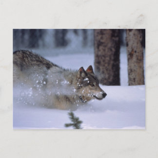 Carte Postale Wolf Courant Dans La Neige