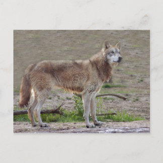 Carte postale Wolf Grey