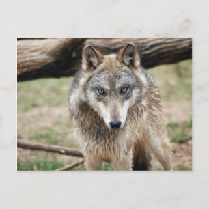 Carte postale Wolf Grey
