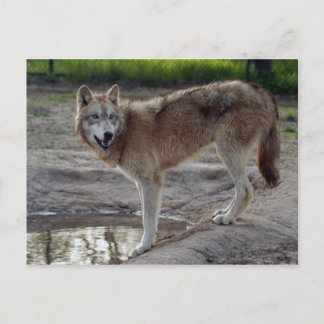 Carte postale Wolf Grey