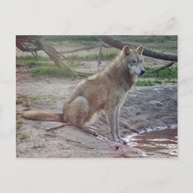 Carte postale Wolf Grey (Devant)