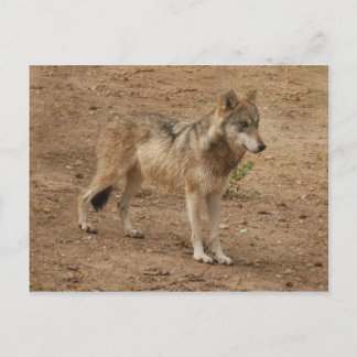 Carte postale Wolf Grey
