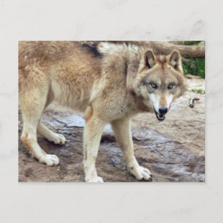 Carte postale Wolf Grey