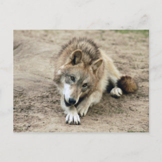 Carte postale Wolf Grey