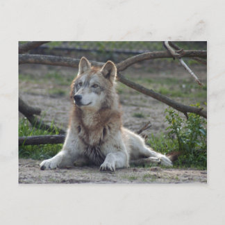 Carte postale Wolf Grey