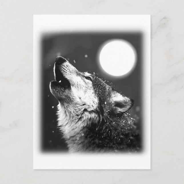 Carte Postale Wolf Howling à Moon (Devant)