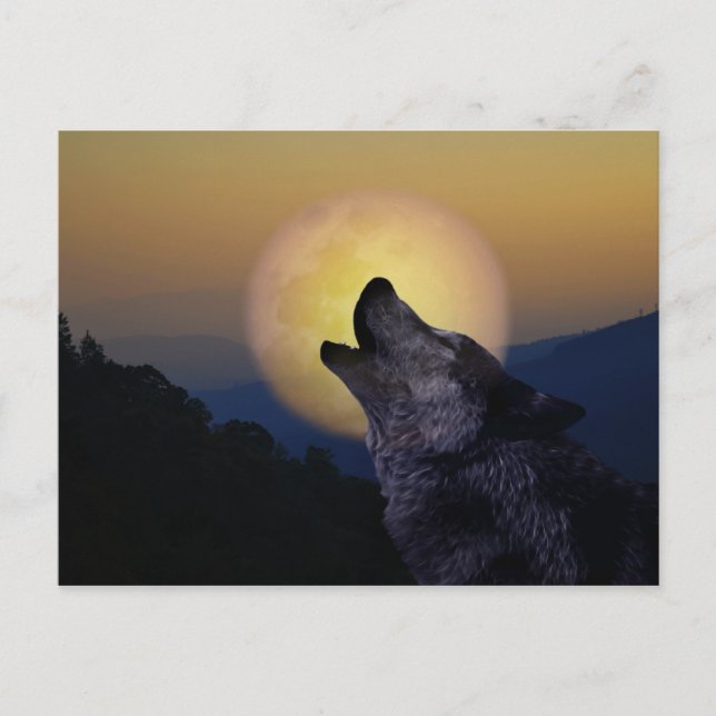 Carte Postale Wolf hurle sur la lune (Devant)