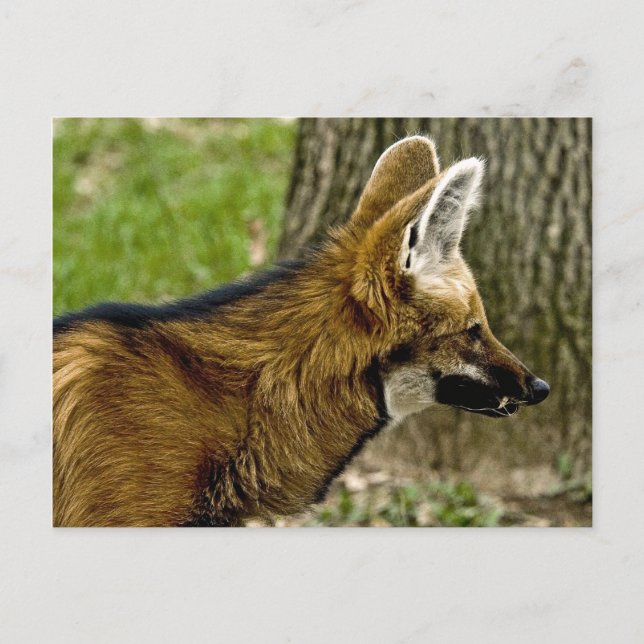 Carte postale Wolf Maned 1529 (Devant)