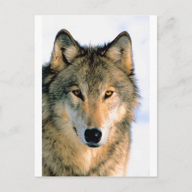 CARTE POSTALE WOLF PROTÉGÉ ANIMAL (Devant)