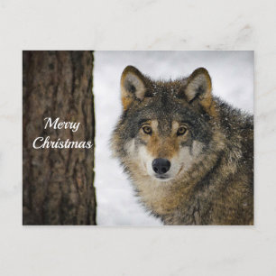 Carte Postale Wolf Snow Tree photo Noël