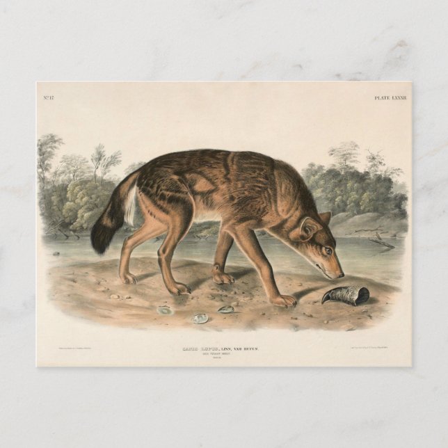 Carte Postale Wolf texan rouge (Canis lupus) de l'Amérique du No (Devant)