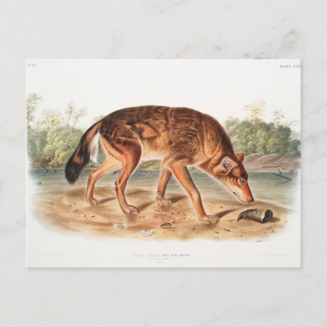 Carte Postale Wolf texan rouge par John Woodhouse Audubon (Devant)