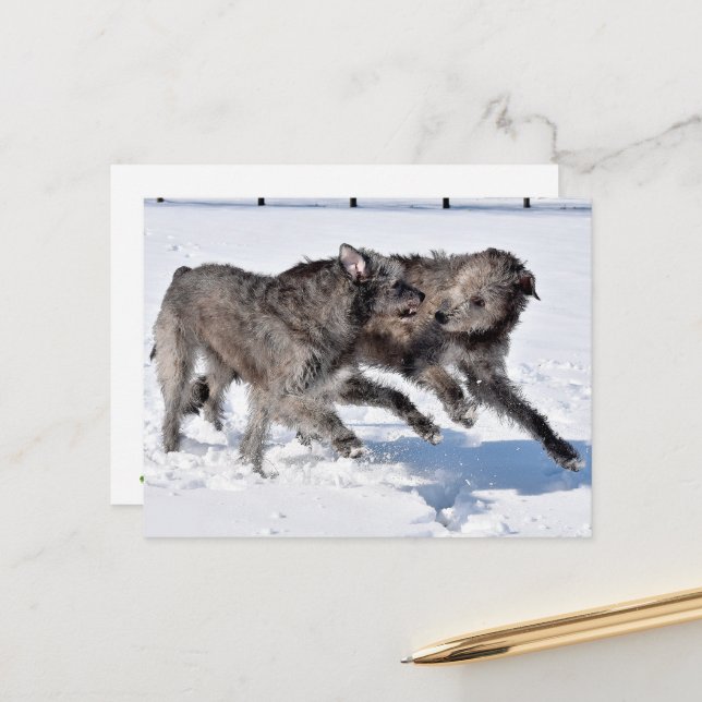 Carte Postale Wolfhounds irlandais courant à neige (Devant/Arrière en situation)